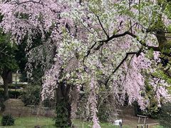 -东京国立博物馆