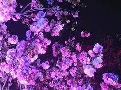 -天适樱花悠乐园