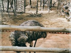 -大鹅岛绿色生态美食园