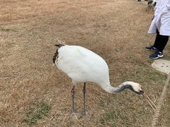 -盐城丹顶鹤湿地生态旅游区