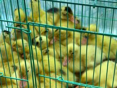 -青石桥花鸟鱼虫市场(叠翠城店)