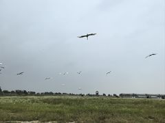 -盐城丹顶鹤湿地生态旅游区