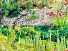 -深圳仙湖植物园