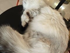 -平行世界·猫咖(首经贸店)