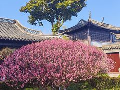 -梅园