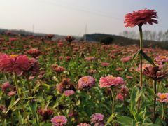 -莲花山花海