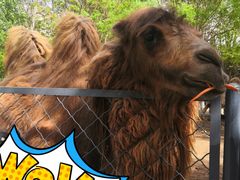 -长白岛森林公园