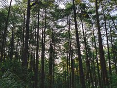 -重庆睡佛山森林公园