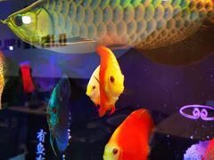 -零·壹新疆羊肉抓饭