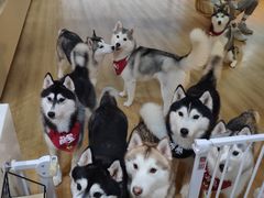 -Husky Go! 哈士奇体验馆·宠物咖啡厅狗咖