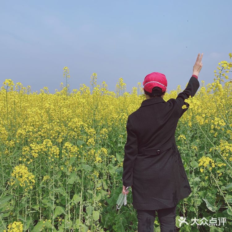 看油菜花?重庆复盛欢迎你(怀念篇)