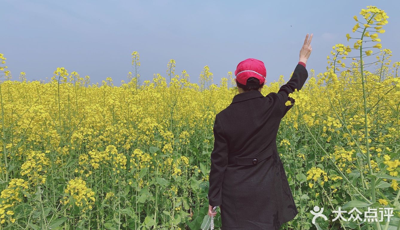 看油菜花？重庆复盛欢迎你（怀念篇）