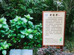 -十八棵（老龙井）御茶园(老龙井店)