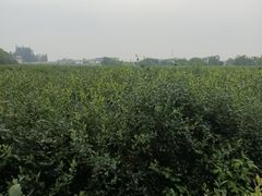 -金谷域澳洲庄园