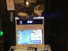 -猫色咖啡·猫咖