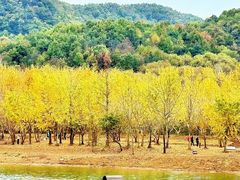 -千年银杏谷文化旅游区