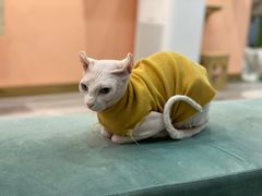 -BABIT巴比特宠物(MOMOPARK店)