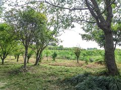 -广富林郊野公园