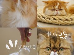 -More Fun猫咖 二十只万元加菲主题