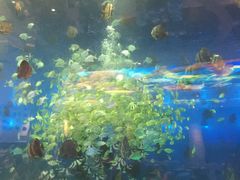 -瑞德姆美人鱼海底演艺主题餐厅(亚龙湾店)