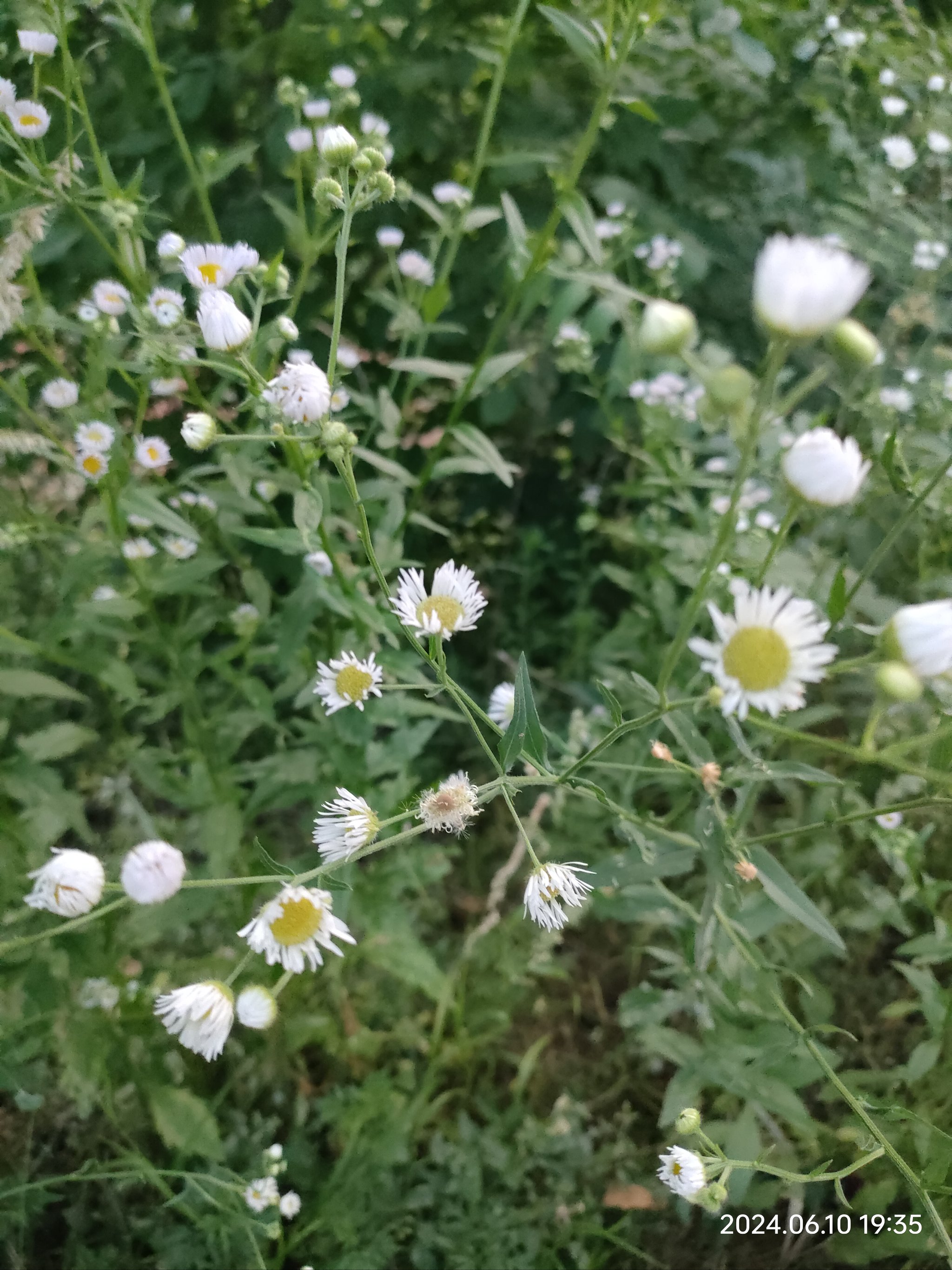 路边长得像小雏菊的花图片