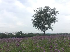-大塘金香草谷