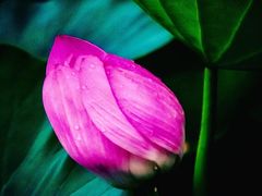 -莲花池公园