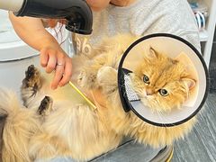 -babydoll猫舍·米努特·德文·缅因(久光中心店)