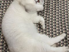 -伟伟宠物医院·CT影像中心·瑞派犬猫综合性门诊(汉口总院)