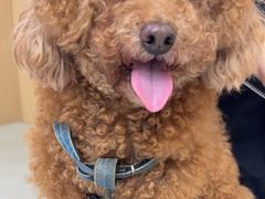 -瑞派康怡24h宠物医院·犬猫医疗中心·微创绝育(瑞景分院)