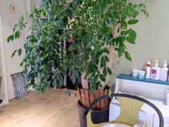 -东方名猫馆·英短金渐层布偶猫舍(环线广场1号楼店)