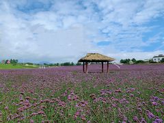-紫颐香薰山谷景区
