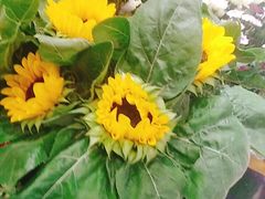 -花辰月夕花坊(北滨路店)