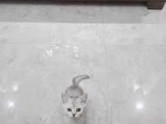 -西安京西宠物医院·瘫痪·疑难杂症