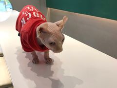 -飞行喵MR PILOT|猫舍·猫咖(静安大融城店)