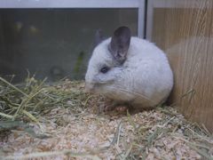 -藦茜花园宠物主题亲子互动体验馆(国顺东路店)
