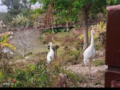 -泉州海丝野生动物世界