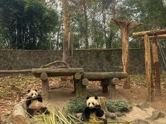 -都江堰中华大熊猫苑