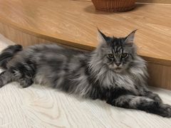 -猫和宫(六道口店)