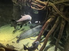 -大阪海游馆