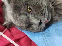 -伟伟宠物医院·CT影像中心·瑞派犬猫综合性门诊(汉口总院)