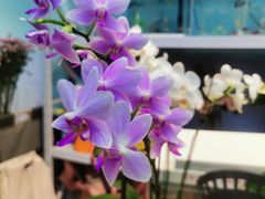 -花心思鲜花店(武昌徐东店)