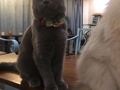 -共舞时光猫咖·狗咖(新街口店)