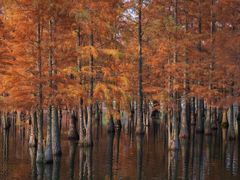 -白鹭湾湿地公园