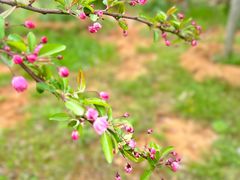 -武汉紫薇都市田园