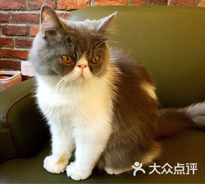 miumiu cat coffee猫咪咖啡桌游吧图片 - 第356张
