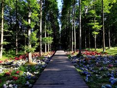 -黄海国家森林公园