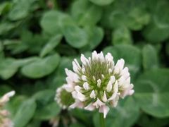 -桤木河湿地公园