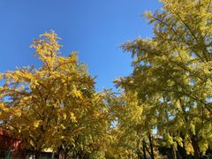 -三里屯东五街银杏大道