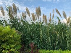 -芒洲湿地公园